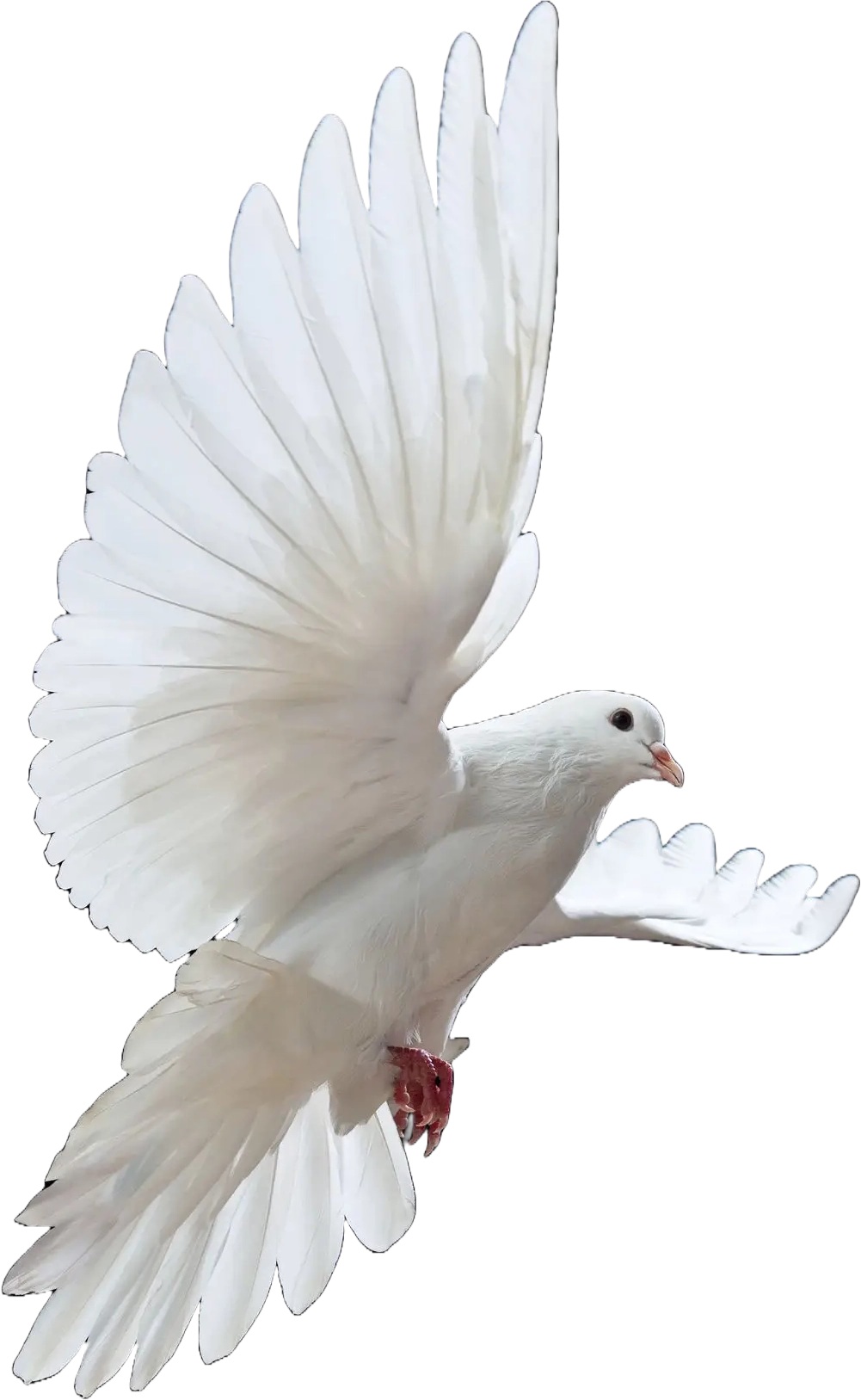 dove